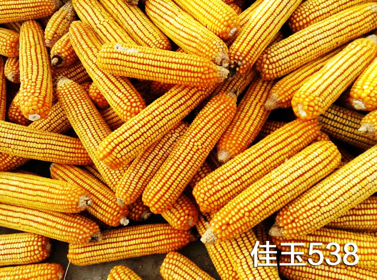 玉米  佳玉538