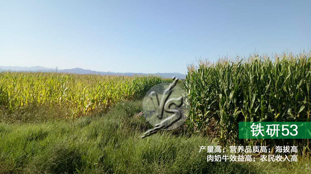 铁研53对比别的玉米品种