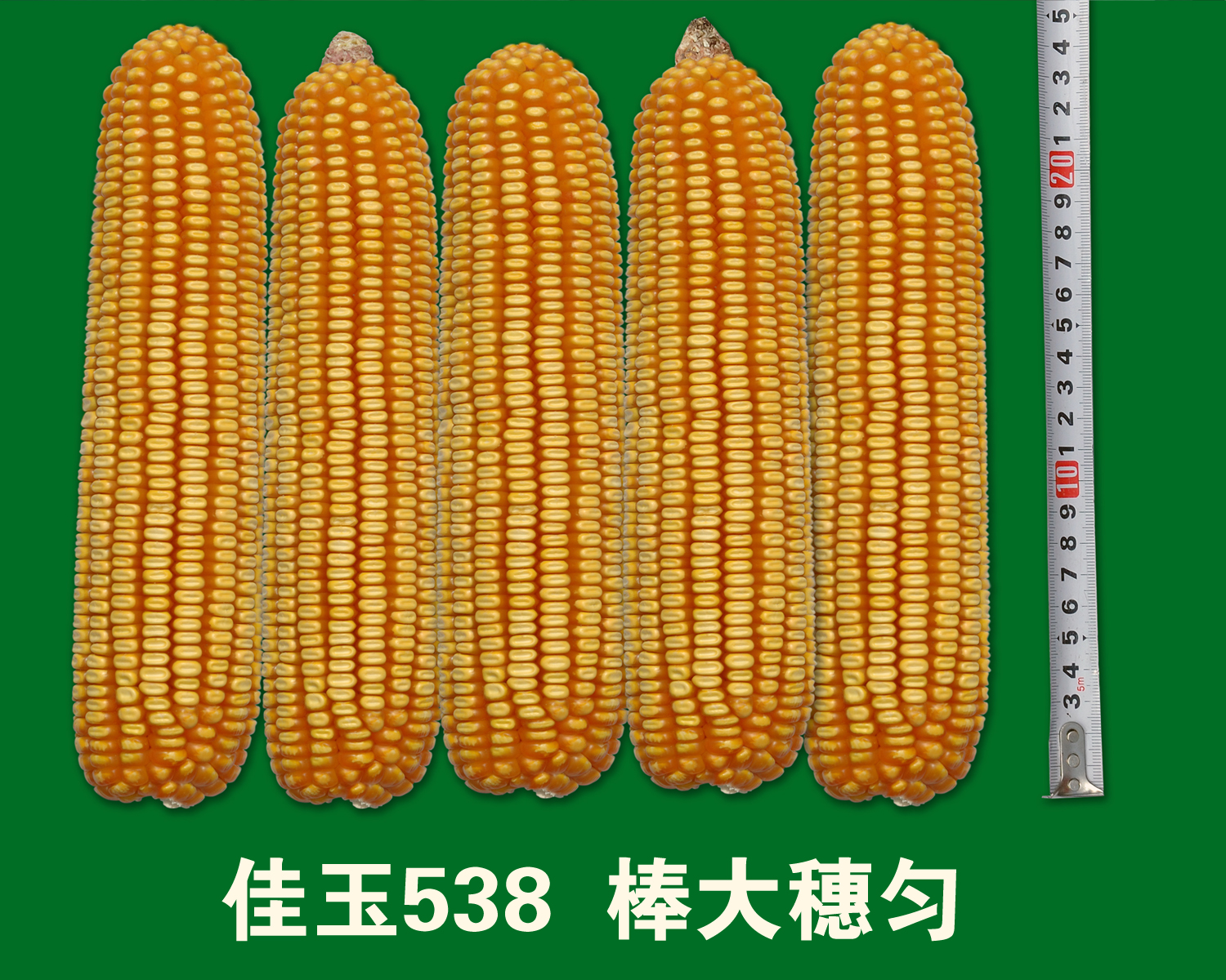 玉米果穗